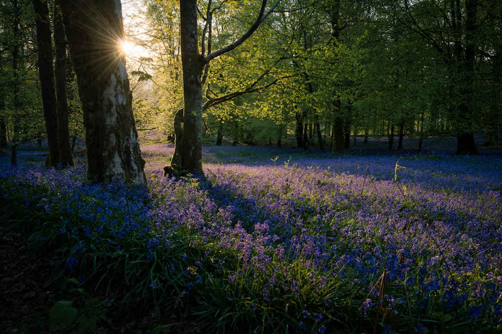 purple petaled flowers near trees