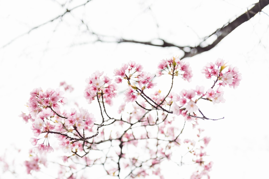 pink flowers in tilt shift photography