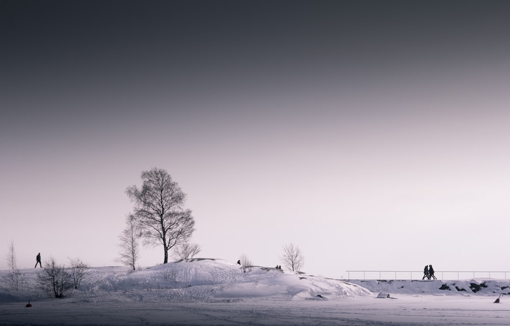 tree under gray sky