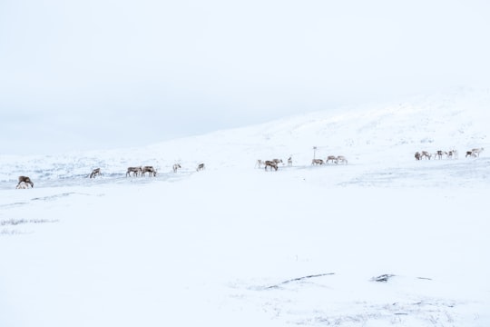 snow field with animals roaming in Åre Sweden