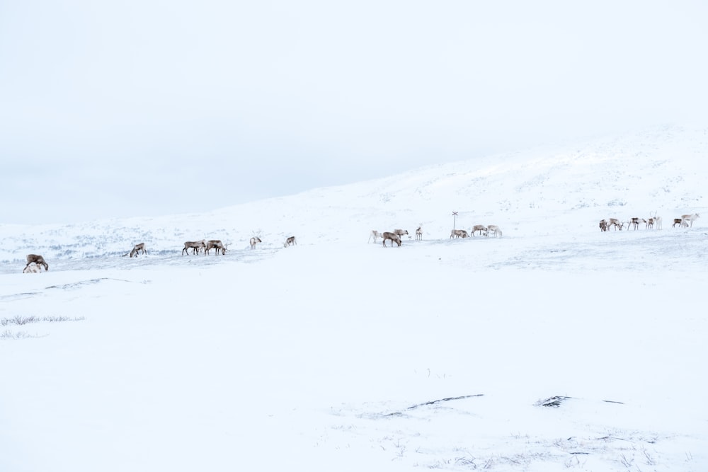 champ de neige avec des animaux errants