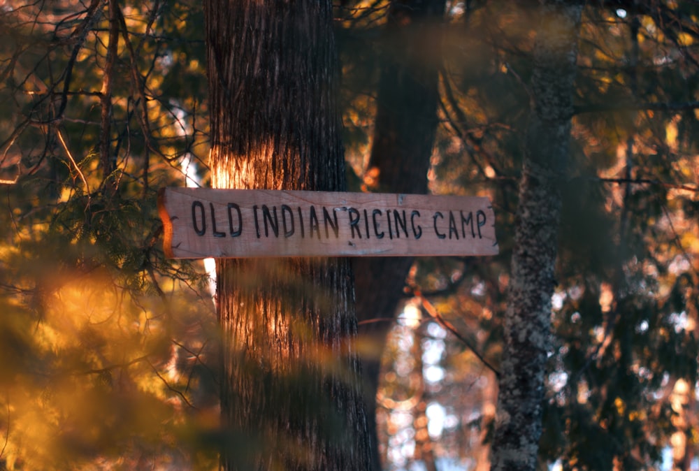 Old Indian Ricing Camp signage on gray tree trunk