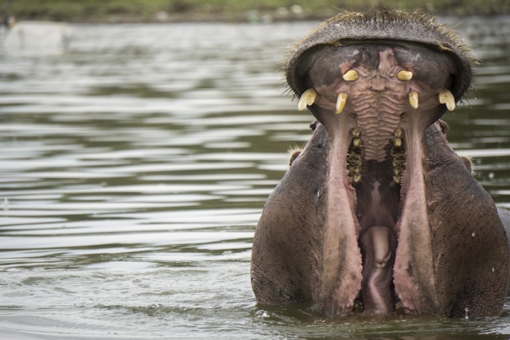 Fotografía de enfoque superficial de hipopótamo negro