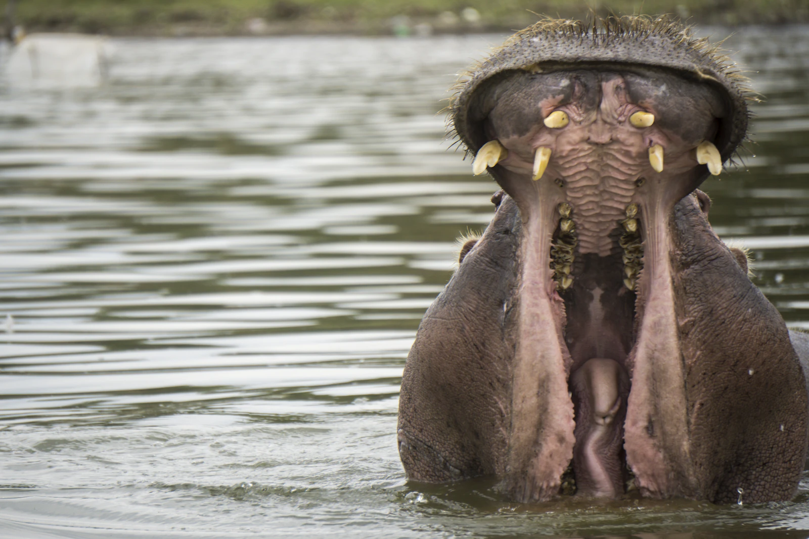 Hippopotamus surfacing in the water during an East African lake boat safari