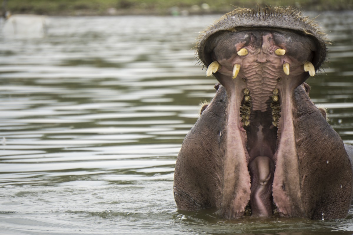 Lake Naivasha Kenya — hippos in the freshwater lake with the Great Rift Valley escarpment and papyrus reeds behind