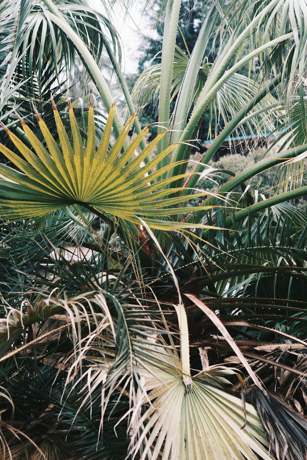 green leafed plant