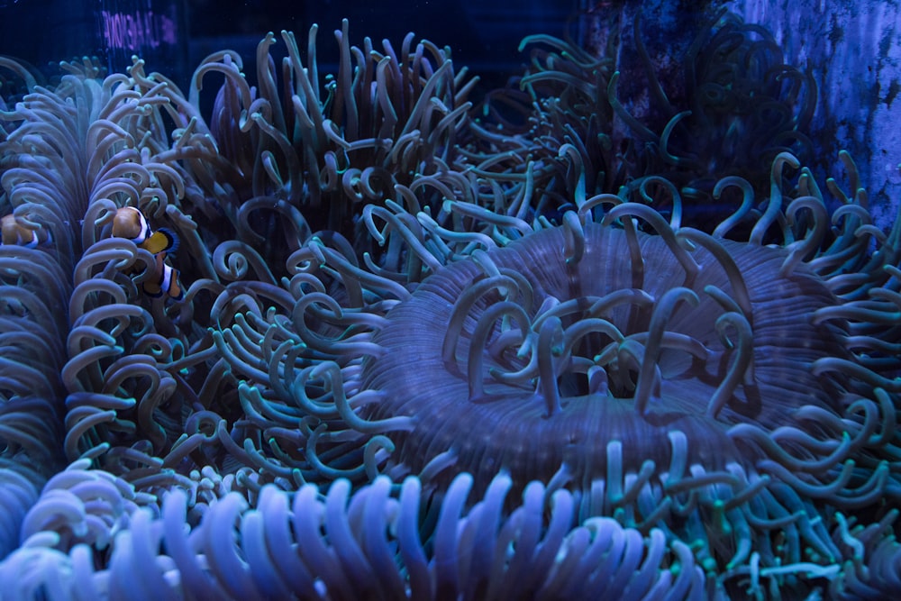 underwater photography of clown fish