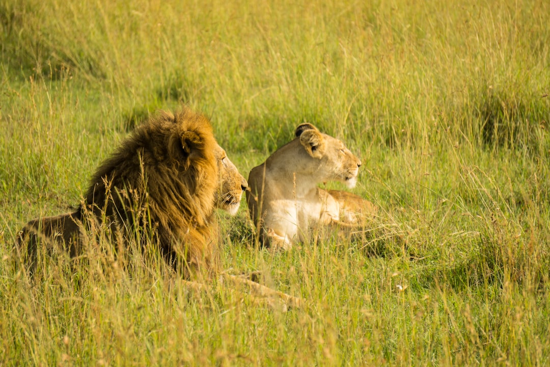 Wildlife photo spot Masai Mara National Reserve Mara Triangle - Maasai Mara National Reserve