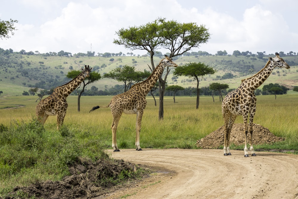 tre giraffe vicino al campo di erba verde durante il giorno