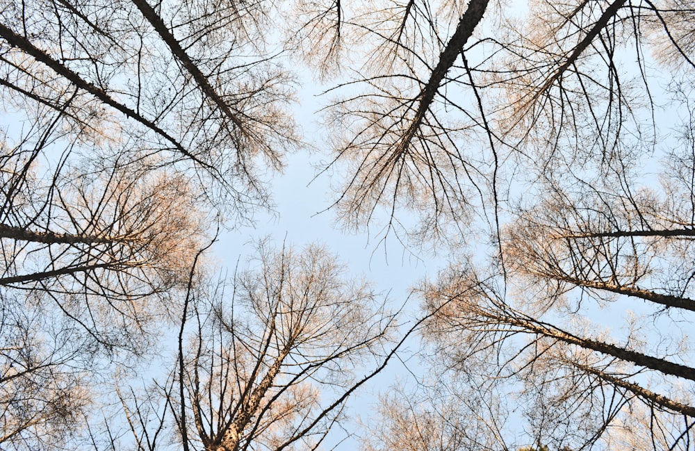 brown bare trees during daytime