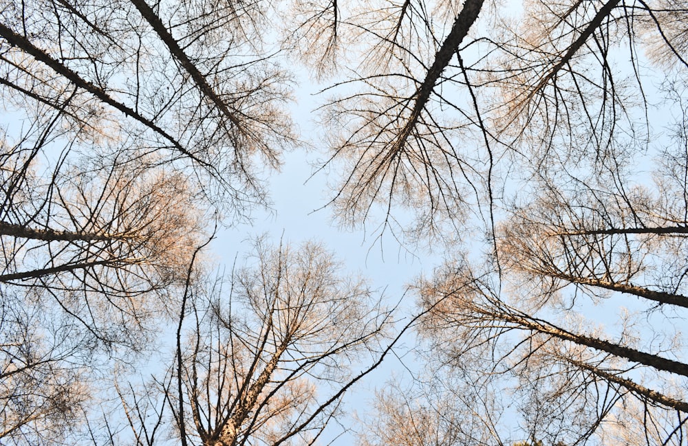 árvores castanhas nuas durante o dia