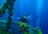 A scuba diver is exploring an underwater environment with vibrant coral and aquatic vegetation. The diver is equipped with professional photography gear and appears to be taking pictures of the surroundings. Bright bubbles rise towards the surface through the deep blue water, enhancing the serene atmosphere.