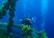 A scuba diver is exploring an underwater environment with vibrant coral and aquatic vegetation. The diver is equipped with professional photography gear and appears to be taking pictures of the surroundings. Bright bubbles rise towards the surface through the deep blue water, enhancing the serene atmosphere.