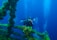 A scuba diver is exploring an underwater environment with vibrant coral and aquatic vegetation. The diver is equipped with professional photography gear and appears to be taking pictures of the surroundings. Bright bubbles rise towards the surface through the deep blue water, enhancing the serene atmosphere.
