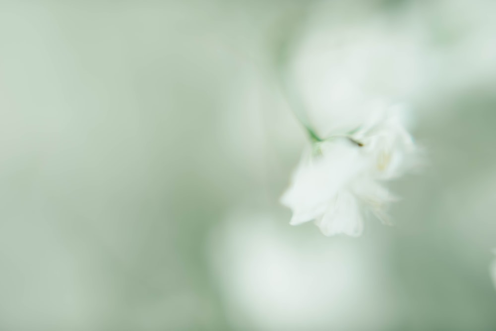 white flower