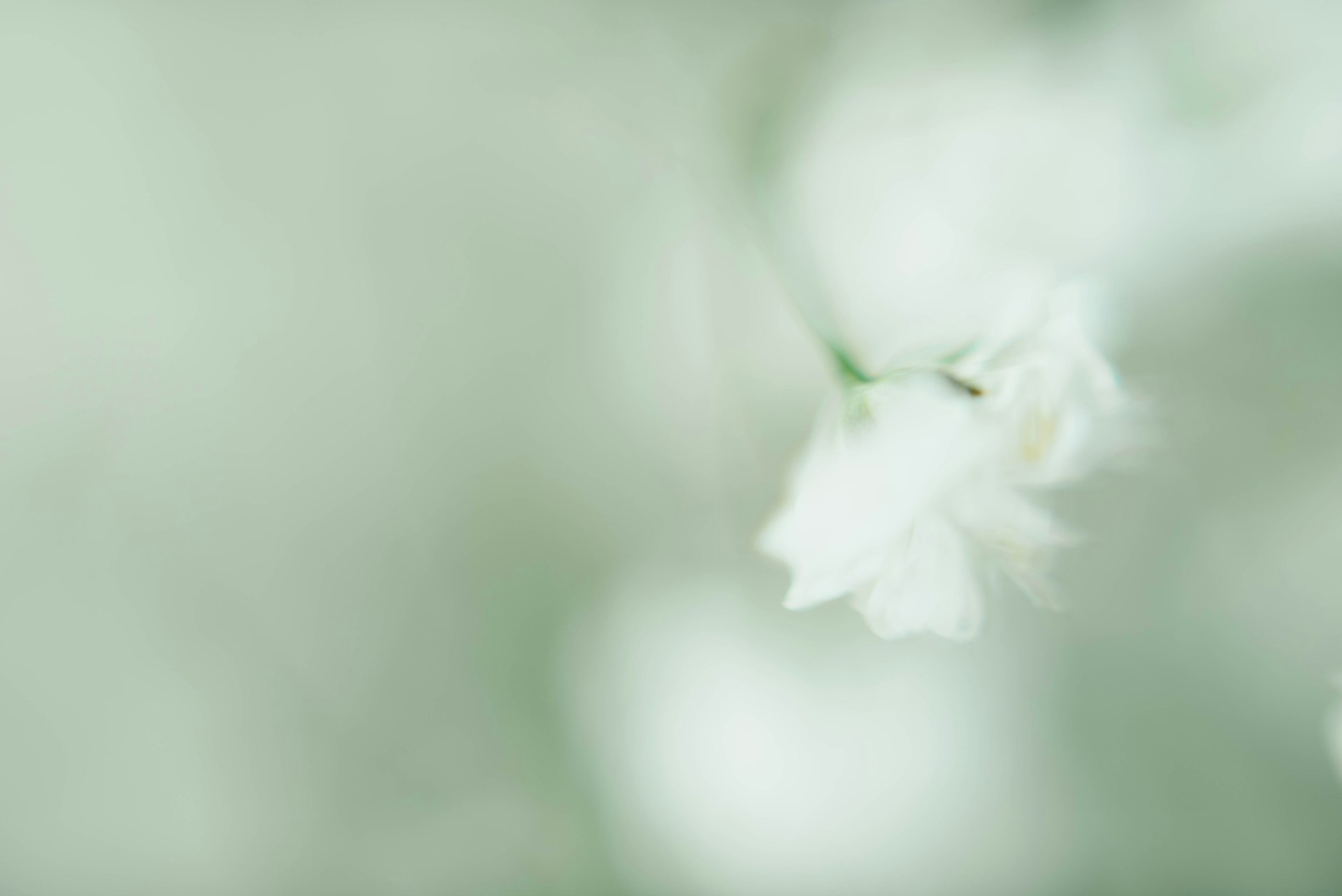 white flower