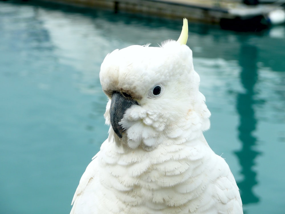 closeup photo of black-beaked white bird near body of water