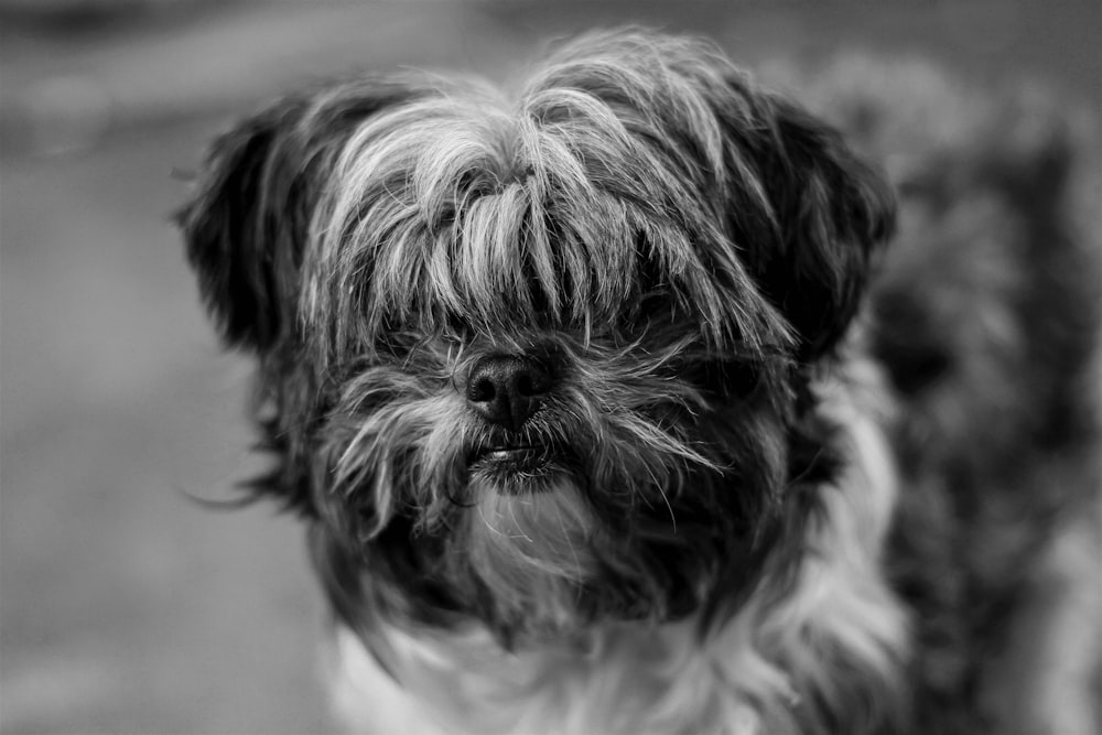 grayscale photo of long coat small dog