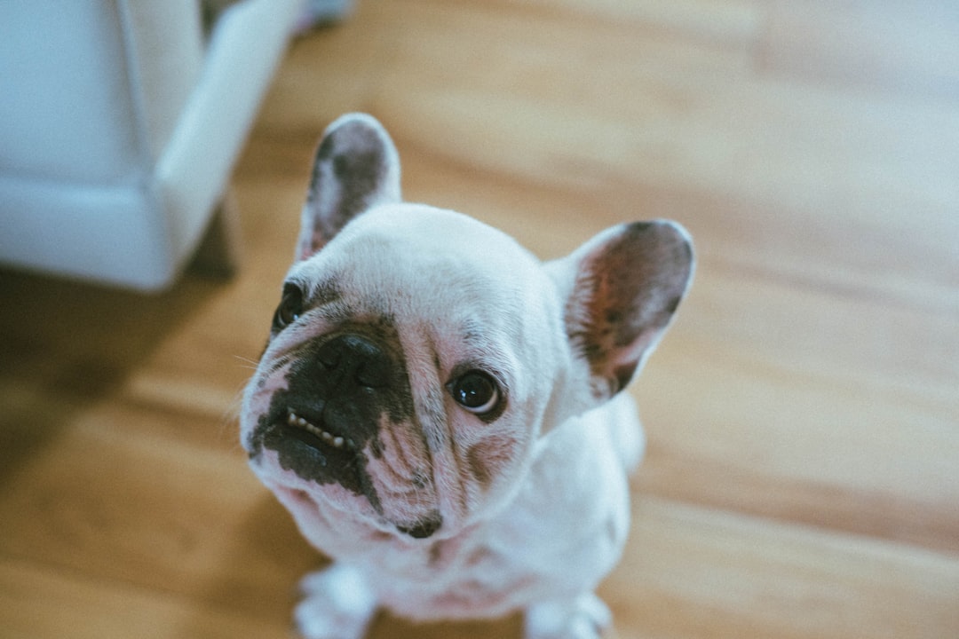 short-coated white puppy on wooden floor