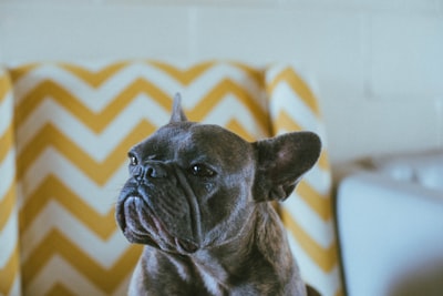 black french bulldog sitting on yellow chevron chair grumpy zoom background