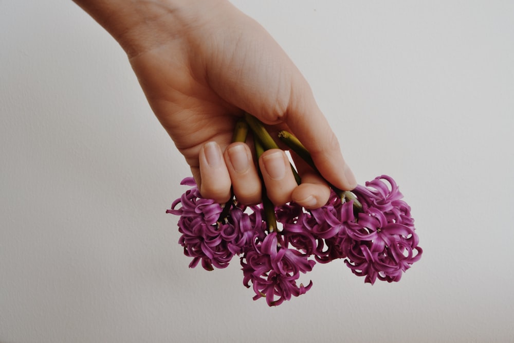 pessoa segurando flores de pétalas cor-de-rosa