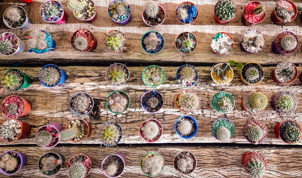 top view of assorted cactus plants