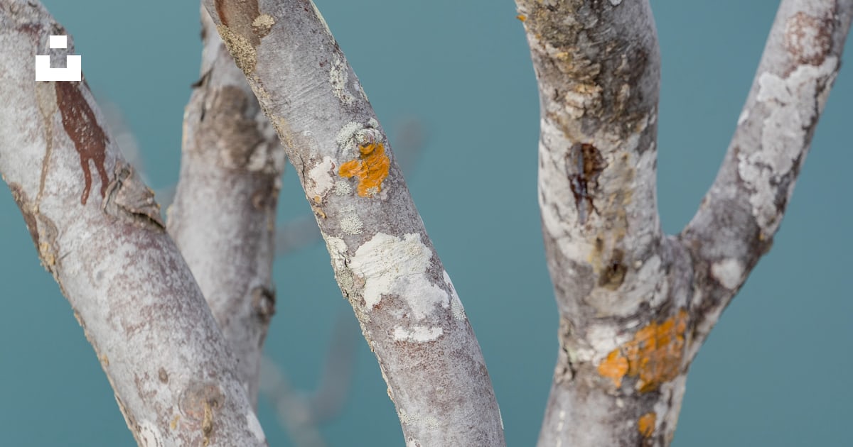 Graue Äste 사진 Unsplash의 무료 나무 이미지