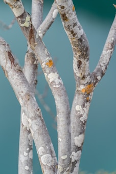 Several tree branches covered with patches of lichen and moss stand against a blurred turquoise background. The branches display a mix of gray and brown tones with irregular patterns of white and orange growths, creating a natural texture.