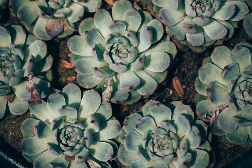 close-up photography of green succulent plants