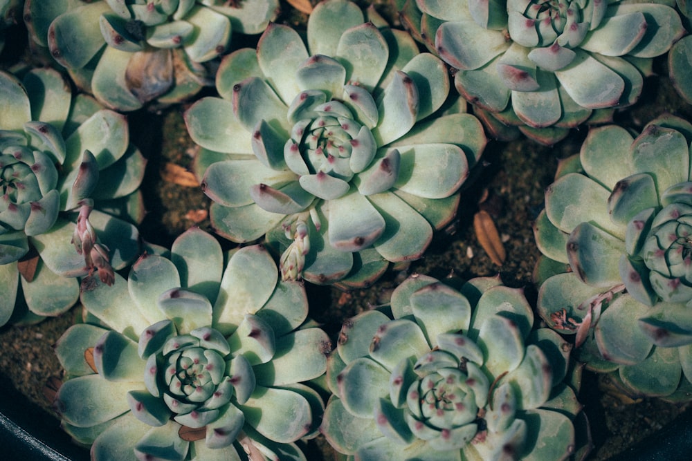 fotografia em close-up de plantas suculentas verdes