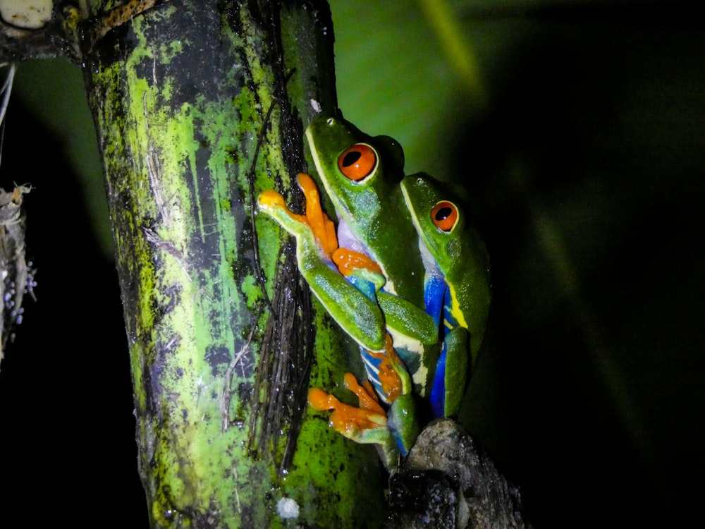 two Red-eyed tree frog