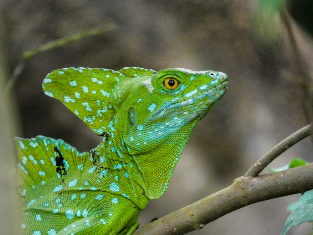 green lizard on tree