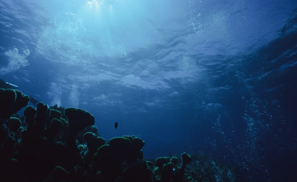 body of water and corals