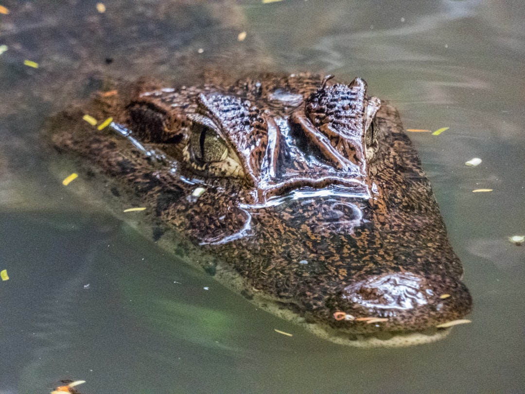 brown alligator on body of water