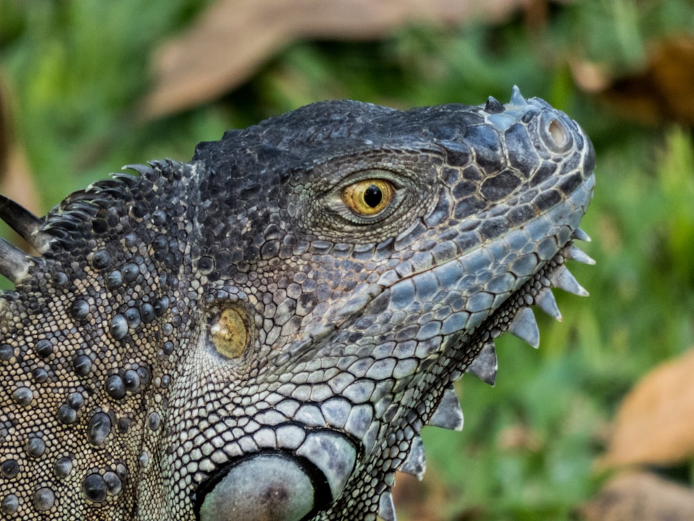 shallow focus of bearded dragon