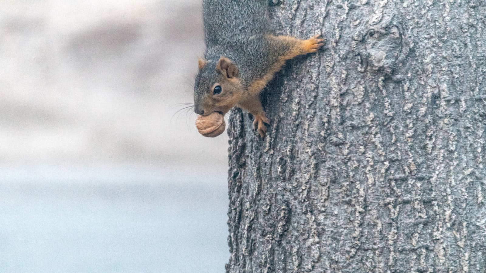 Encouraging Squirrel-Friendly Herb Gardens: Tips and Tricks