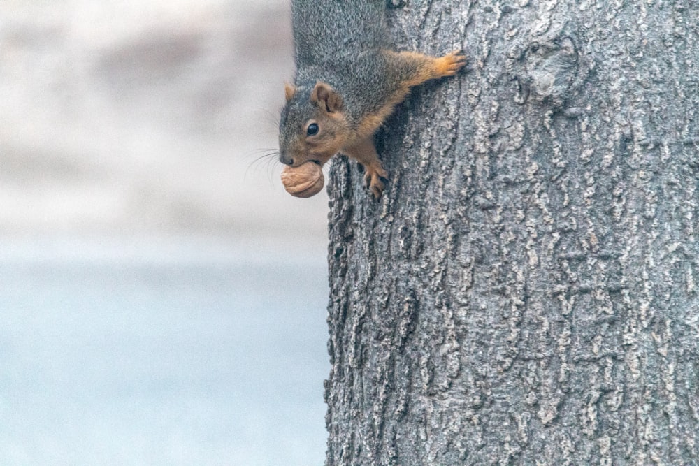 brown and black squirrel crawling on tree biting nut