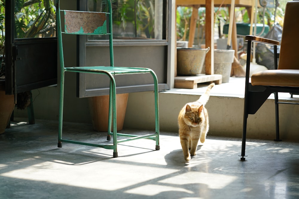 orange tabby car beside green steel chair