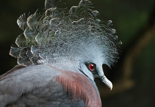 focus photography of gray and brown bird in Houston United States