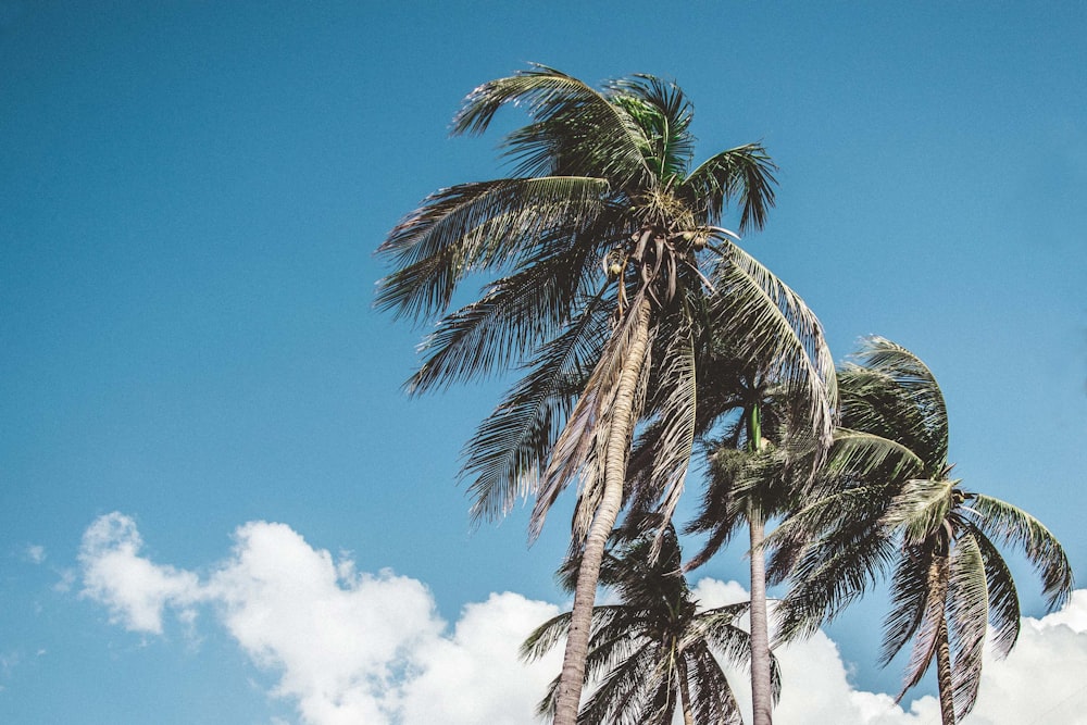 photo of coconut trees