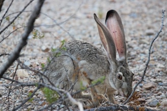 A group of jackrabbits blending into the arid landscape.