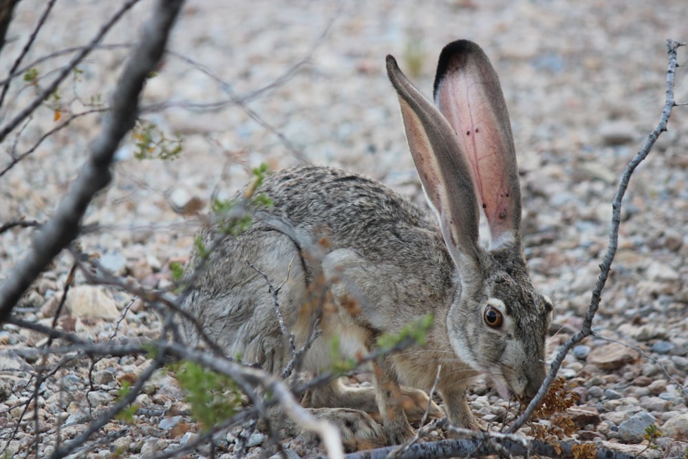 brown hare beside tree