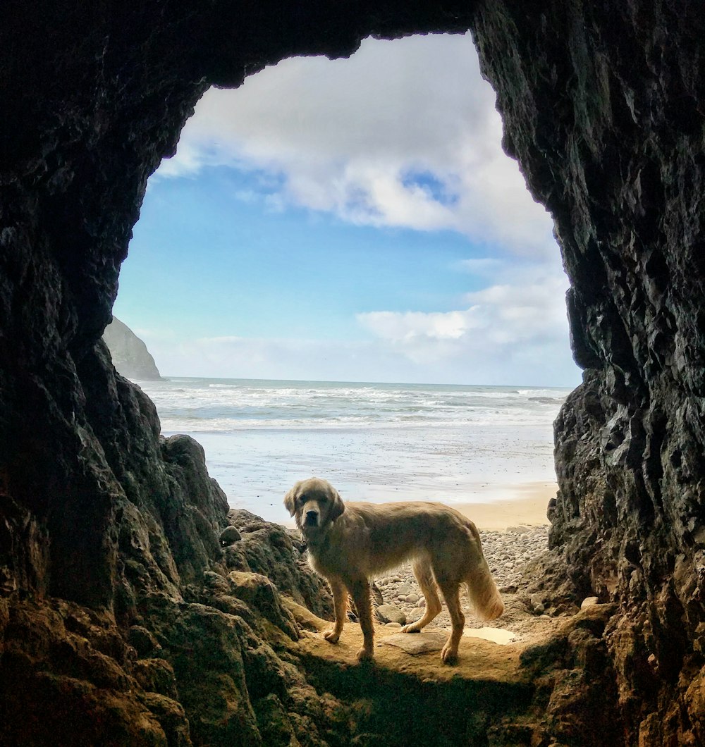 adult golden Labrador retriever inside cave near body of water