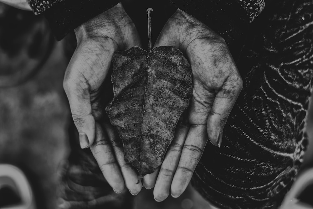 grayscale photo of human palm with leaf
