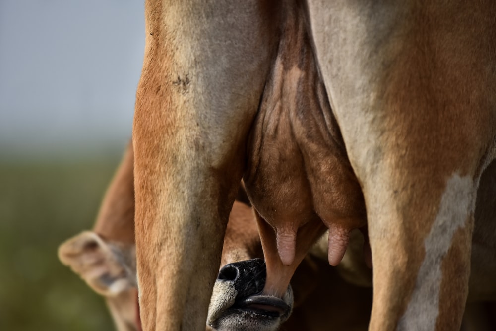 photography of calf drinking milk with mother