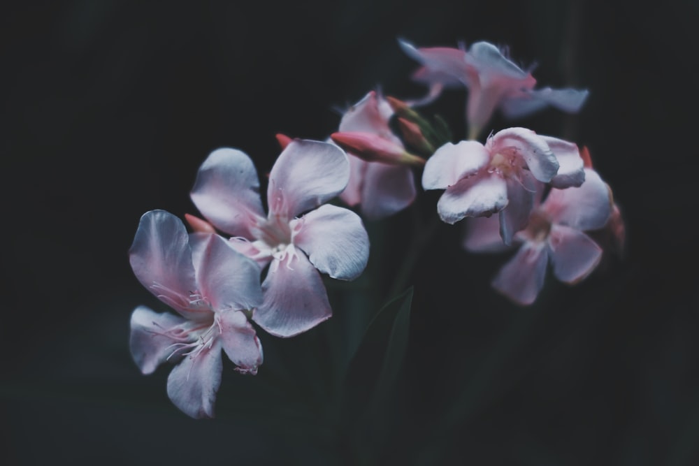 shallow focus photo of flowers