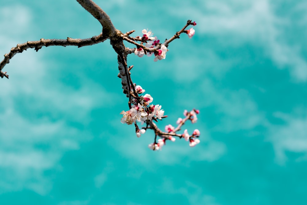 rama de árbol de cerezo en flor