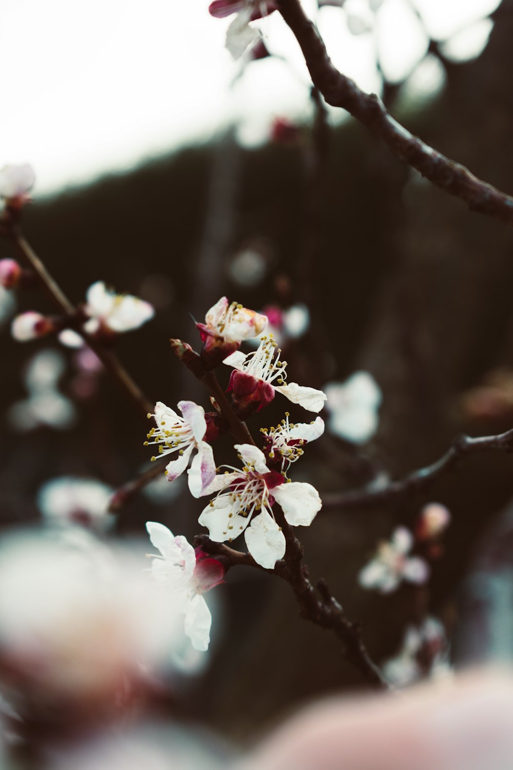 focus photography of white blossoms