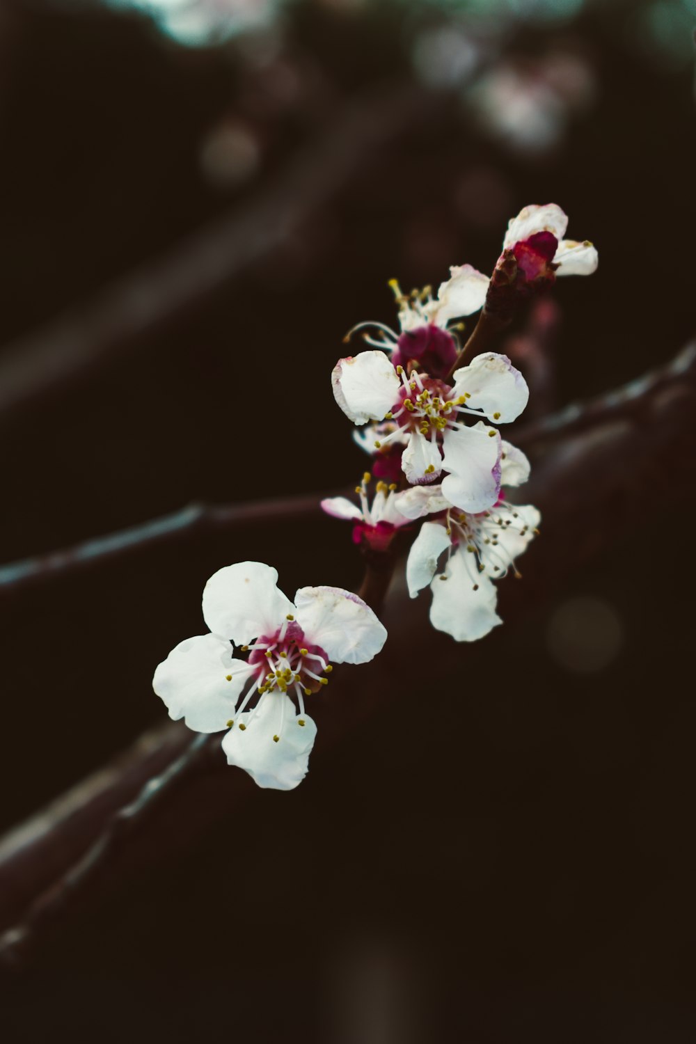 Fotografía de enfoque selectivo de flores de pétalos blancos y rojos