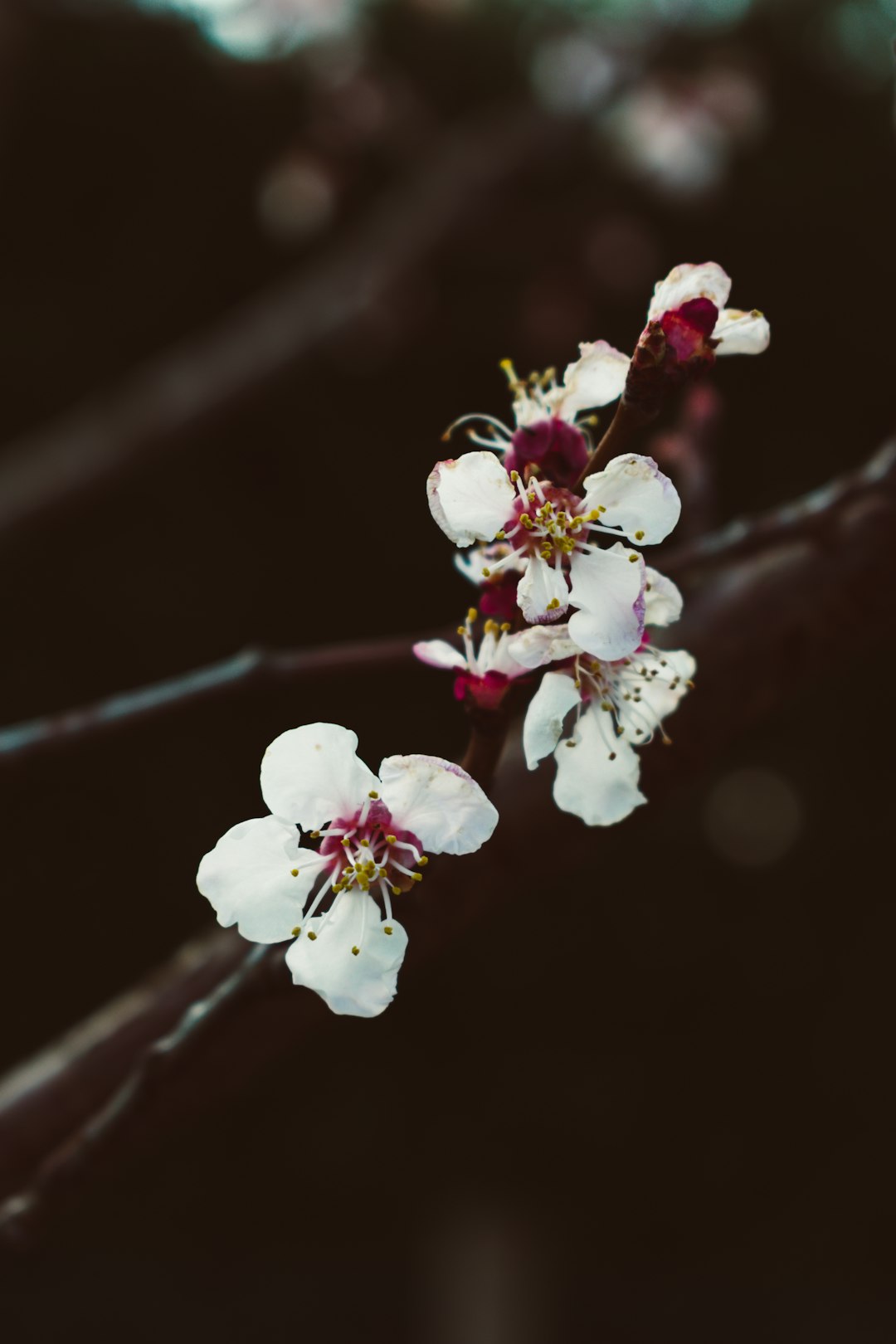 selective focus photography of white-and-red petaled flowers